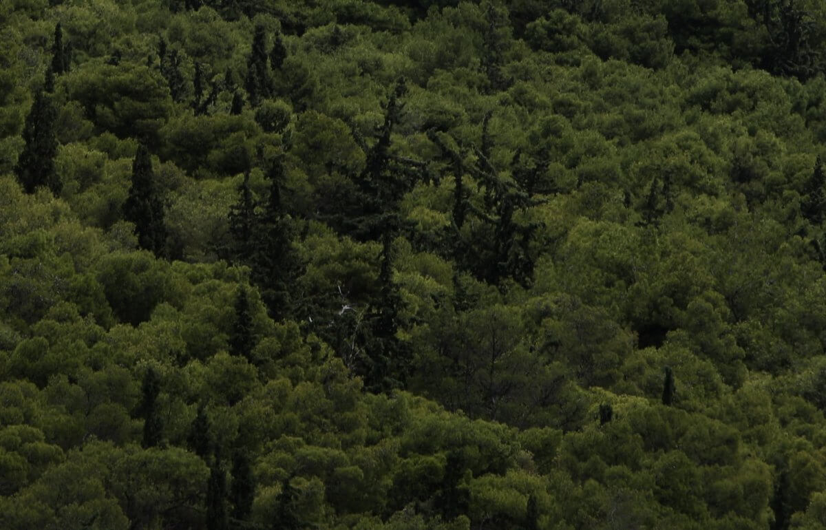 Γιατί μπαίνουν… πριόνια στο στο Σέιχ Σου;