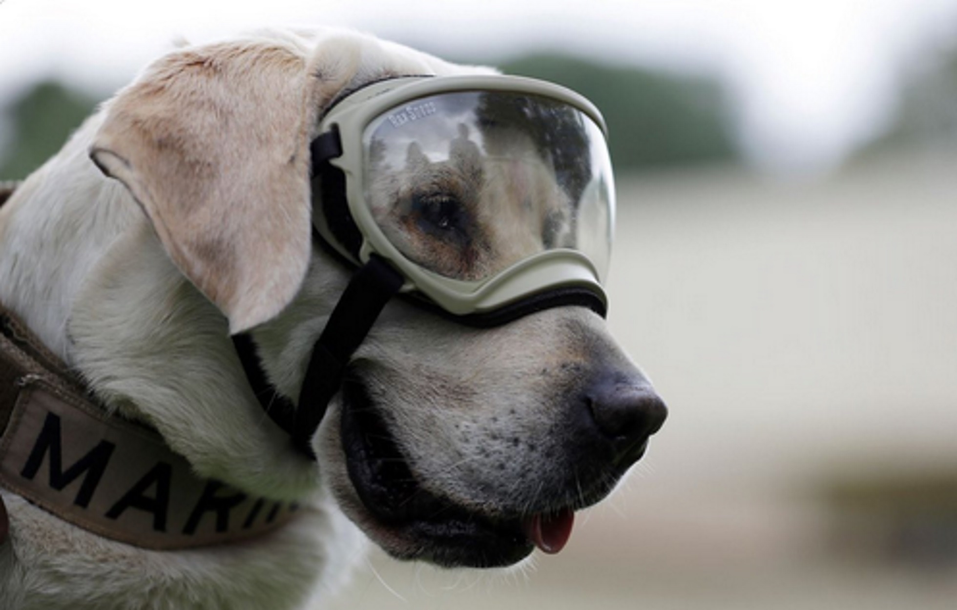 Μεξικό: Βγήκε στη “σύνταξη” η ηρωική σκυλίτσα διασώστρια του Πολεμικού Ναυτικού!