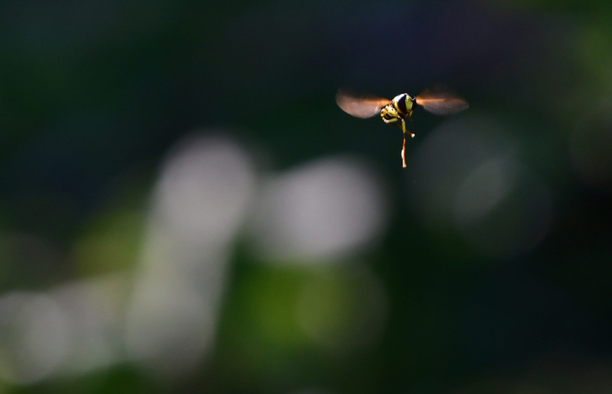 Κεφαλονιά: Τουρίστρια πέθανε από τσίμπημα σφήκας