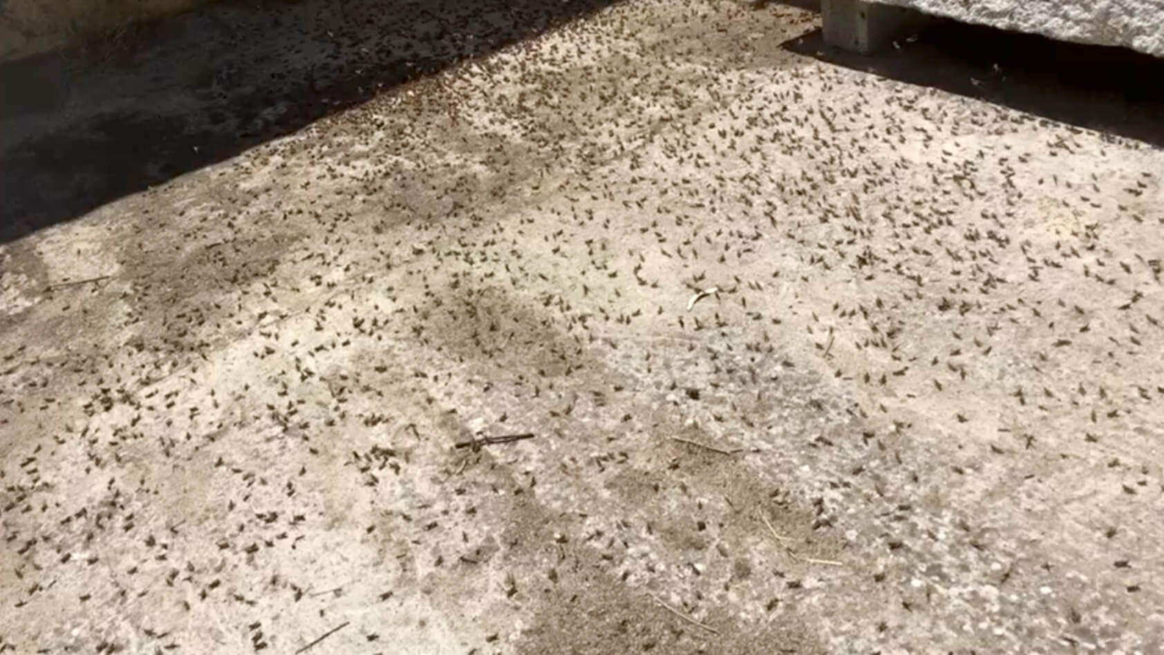 Επιδρομή εκατομμυρίων ακρίδων στη Σαρδηνία – Σε απόγνωση οι αγρότες [video, pics]