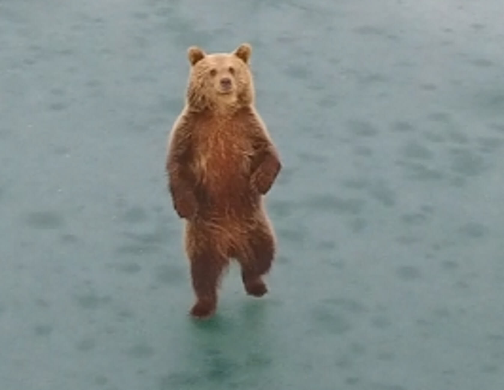 Καστοριά: Αυτή είναι η αρκούδα που διέλυσε αυτοκίνητο σε τροχαίο – Η μοναδική ιστορία της – video