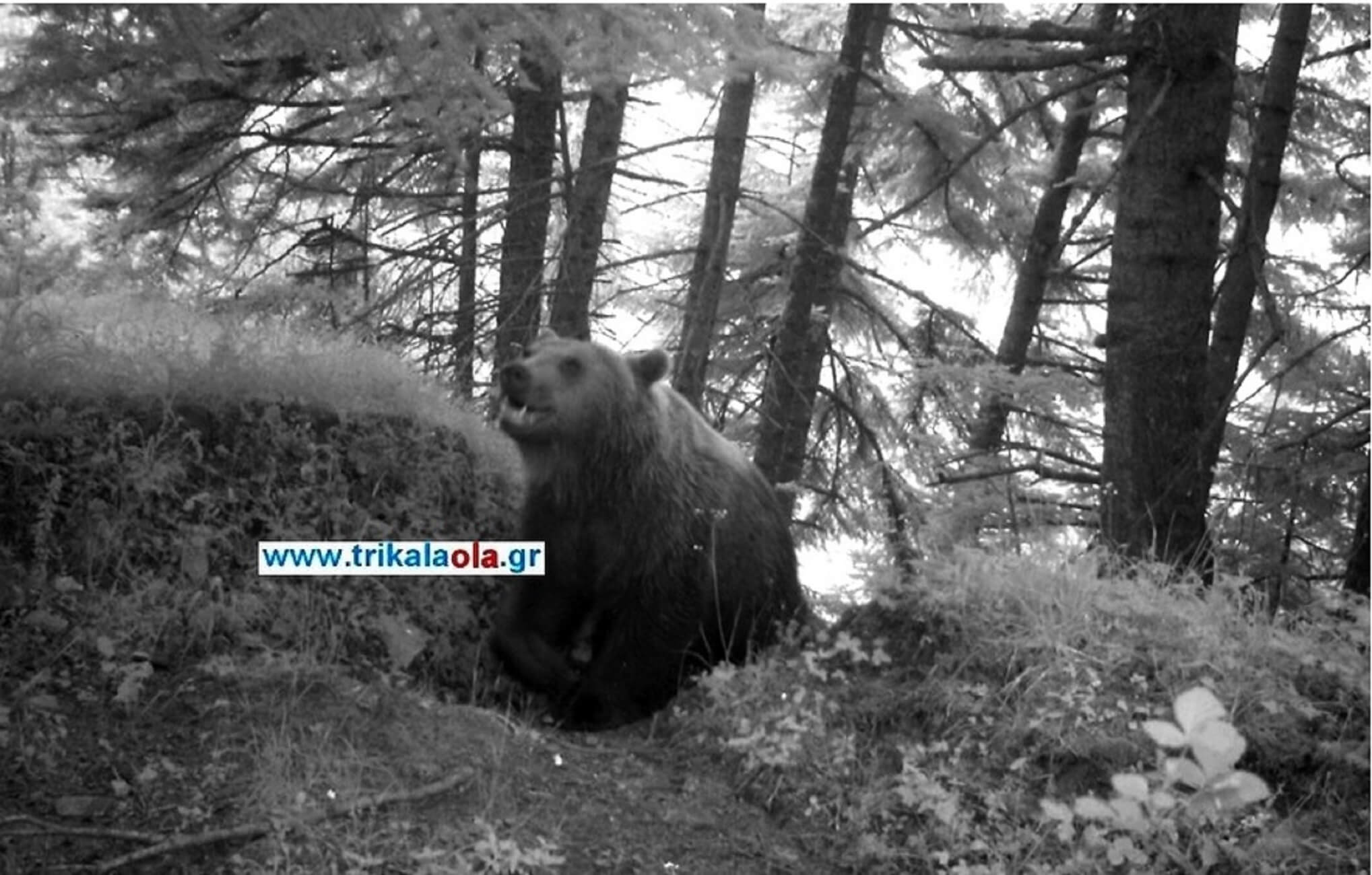 Πρωινή… λιγούρα! Αρκούδα επισκέφτηκε μελίσσια στα Τρίκαλα [pic]