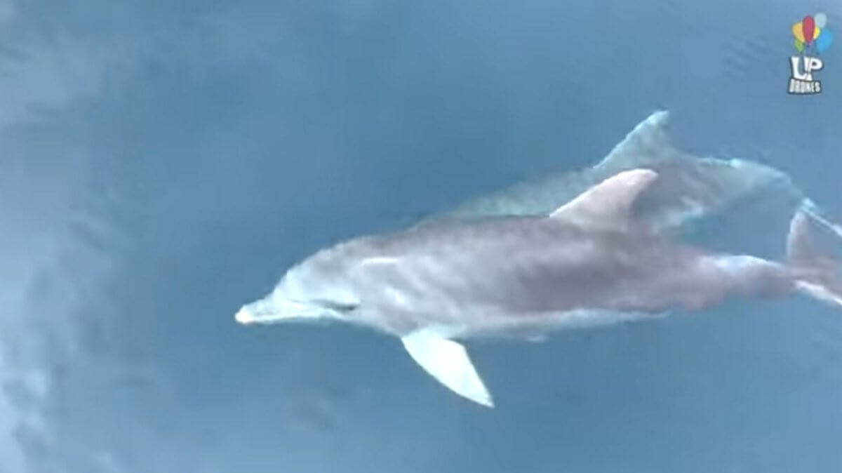 Ο χορός των δελφινιών στη Φθιώτιδα – video