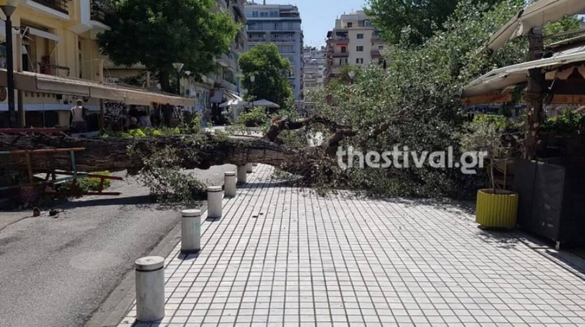 Έπεσε δέντρο δύο τόνων στο κέντρο της Θεσσαλονίκης!