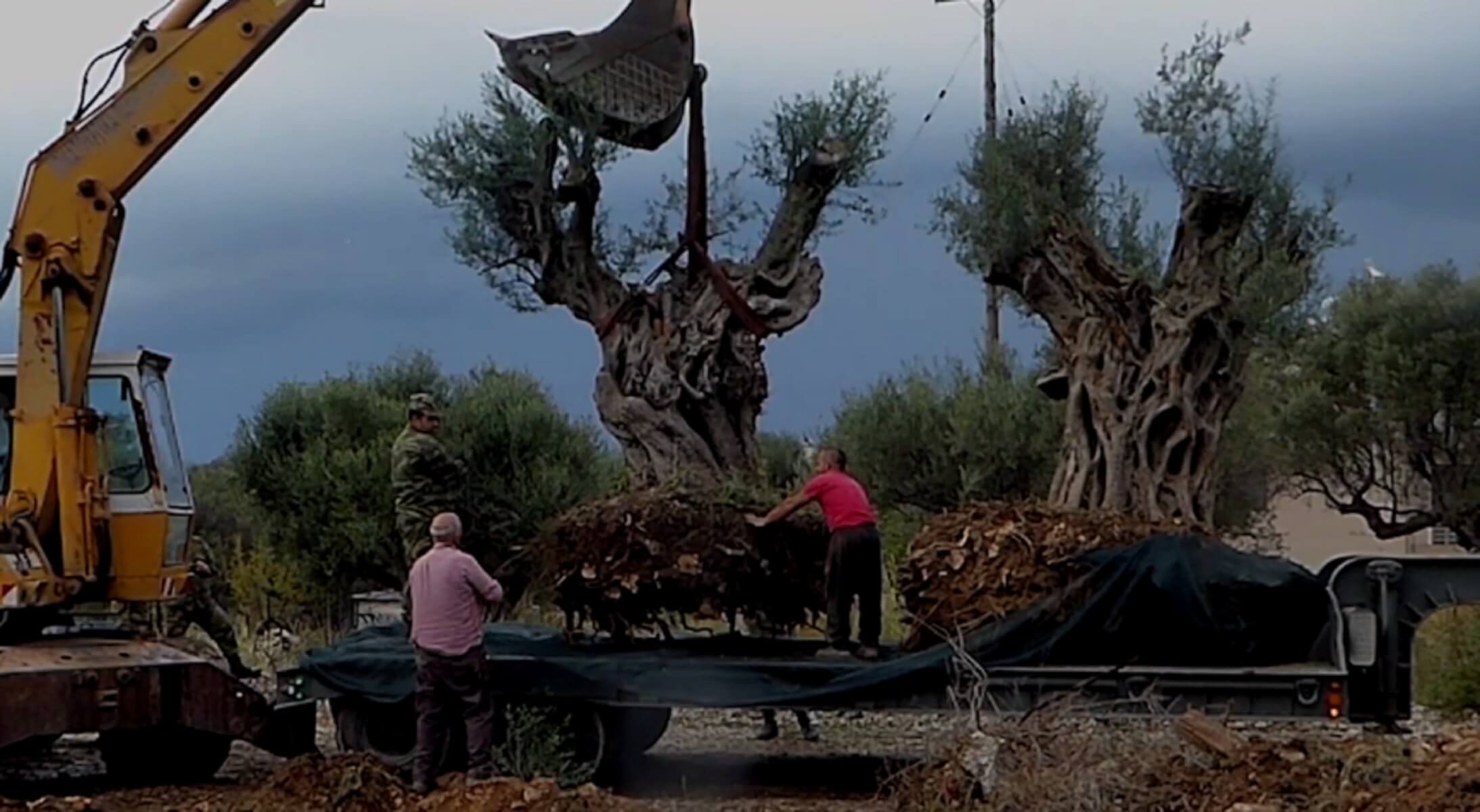 ΕΡΓΟΣΕ: Μεταφύτευση 60 ελαιοδένδρων στις πυρόπληκτες περιοχές της Αττικής