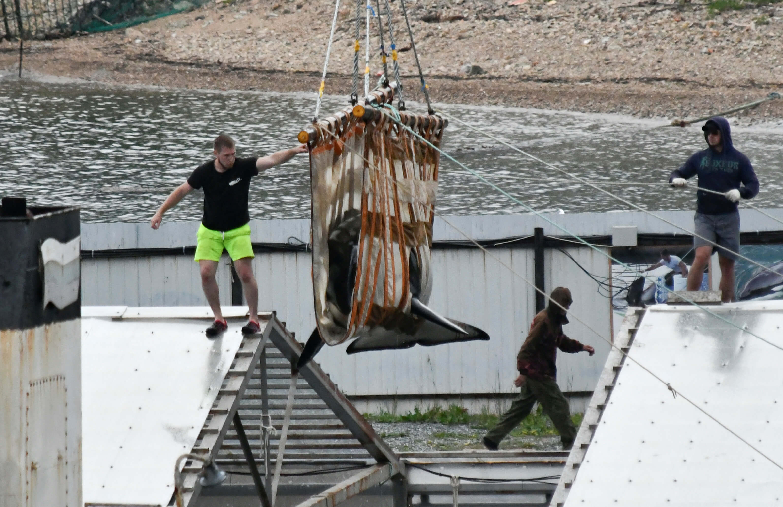 Ρωσία: Ελεύθερες αφέθηκαν και οι τελευταίες όρκες