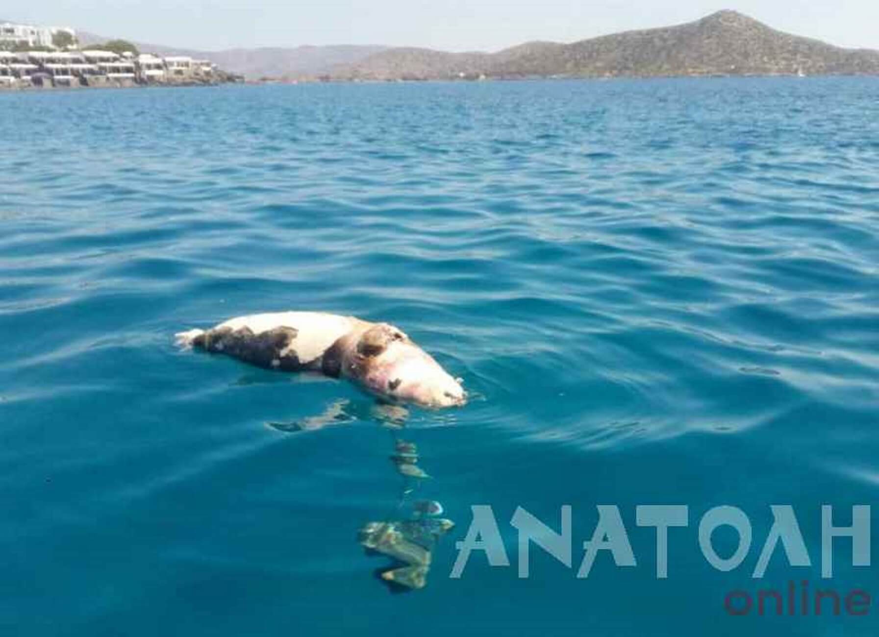 Ελούντα: Η ανατριχιαστική εικόνα στη θάλασσα πάγωσε τους πάντες – Σκότωσαν φώκια κατόπιν σχεδίου!