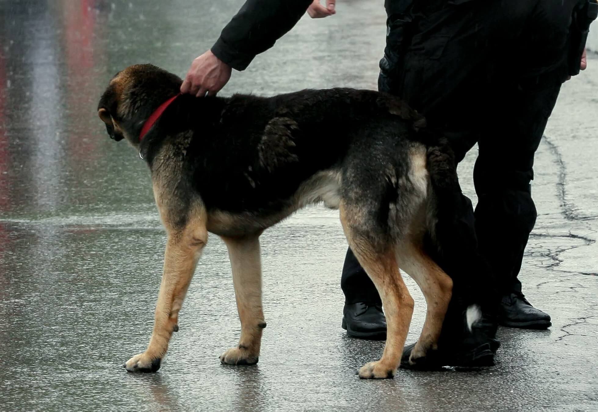 Φυλάκιση οκτώ μηνών σε κυνηγούς που δηλητηρίασαν επτά ποιμενικούς σκύλους στην ορεινή Χαλκιδική
