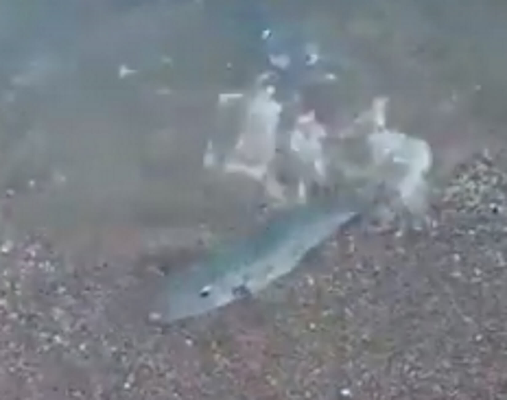 Κρήτη: Ο λαγοκέφαλος πήρε φόρα και βγήκε στην αμμουδιά – Τι συνέβη λίγα δευτερόλεπτα μετά – video