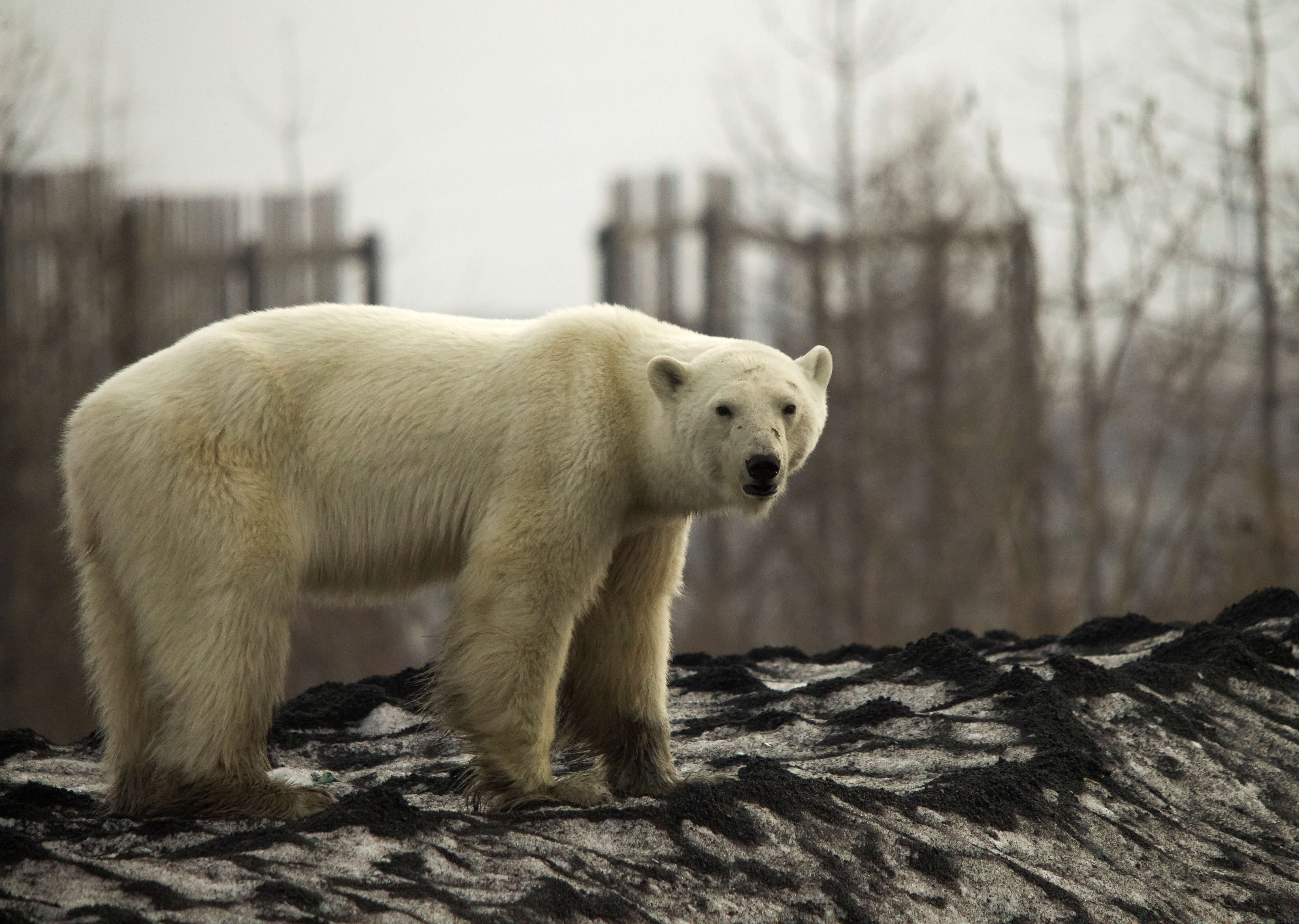Εικόνες σοκ: Η κλιματική αλλαγή έφερε πολική αρκούδα σε πόλη στη Σιβηρία [video]