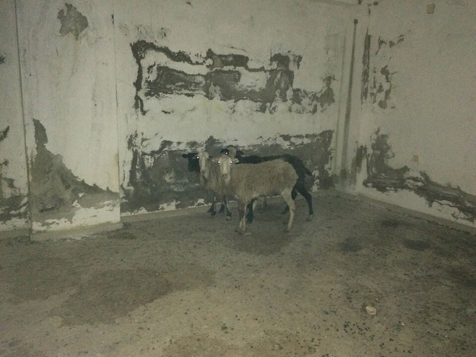 Αρρώστια! Φυλακίζει πρόβατα και τα βασανίζει μέχρι θανάτου – Σκληρές εικόνες!