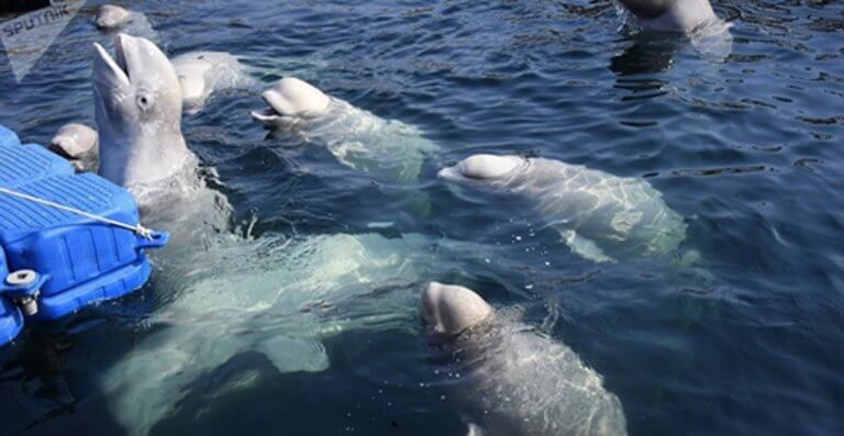 Ρωσία: Το δρόμο προς την ελευθερία πήραν οι πρώτες αιχμαλωτισμένες φάλαινες!