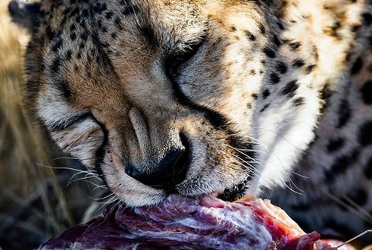 Ναμίμπια: Πουλάνε άγρια ζώα για να τα σώσουν από την ξηρασία!