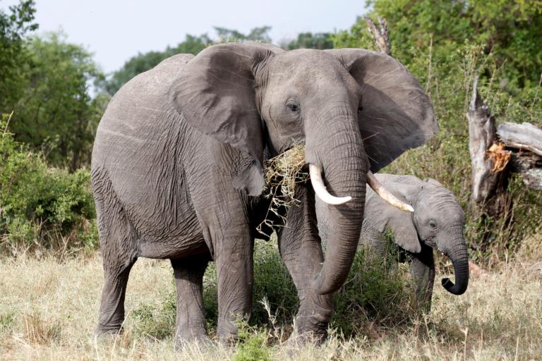 Πήραν 8,8 τόνους ελεφαντόδοντου από 300 αφρικανικούς ελέφαντες!