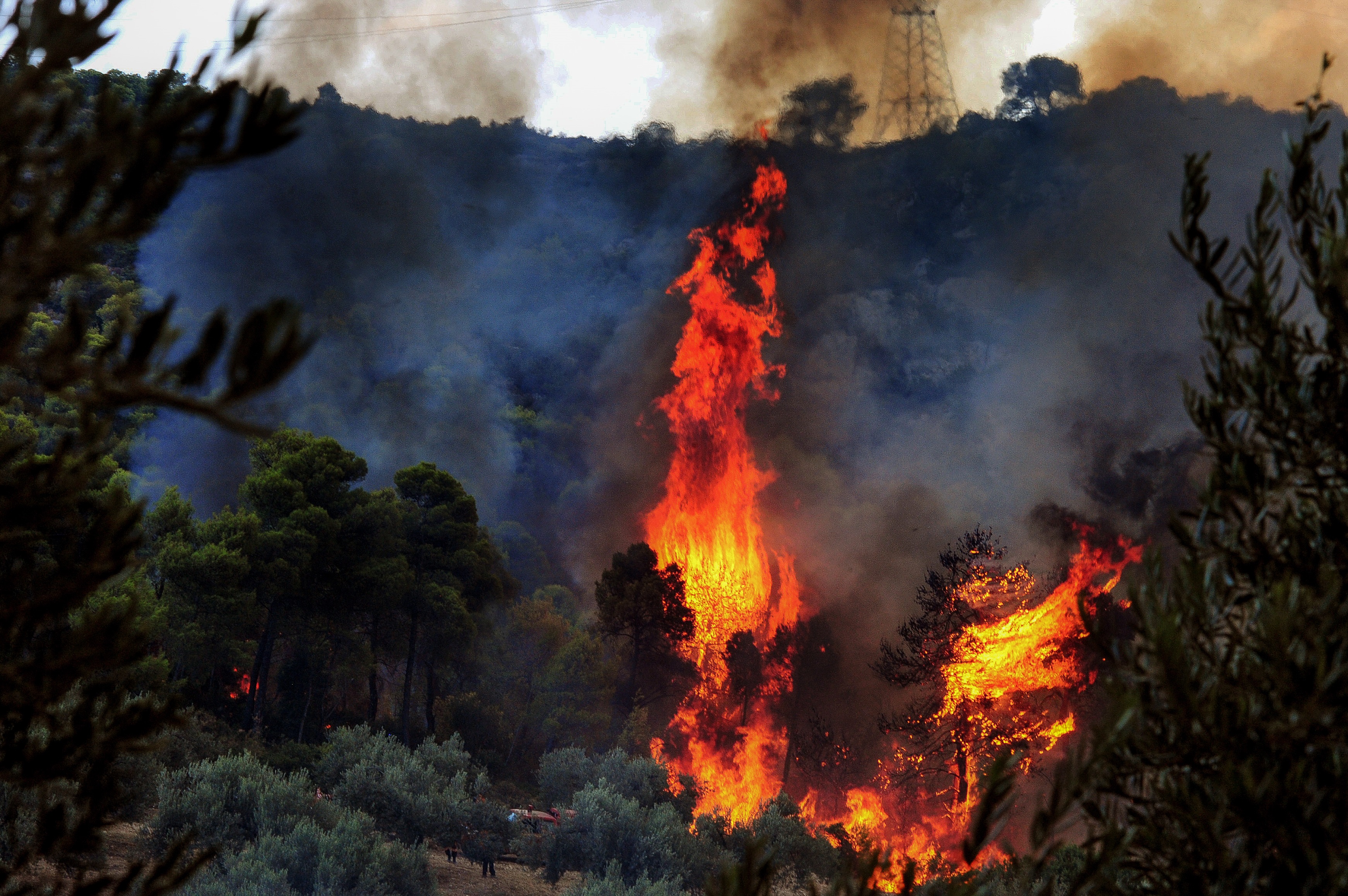 Φωτιά ΤΩΡΑ στη Σκεπαστή Ευβοίας