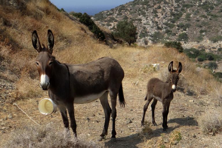 Σαντορίνη: Έδειραν ακτιβιστή που κατέγραφε τα βασανιστήρια στα γαϊδουράκια!