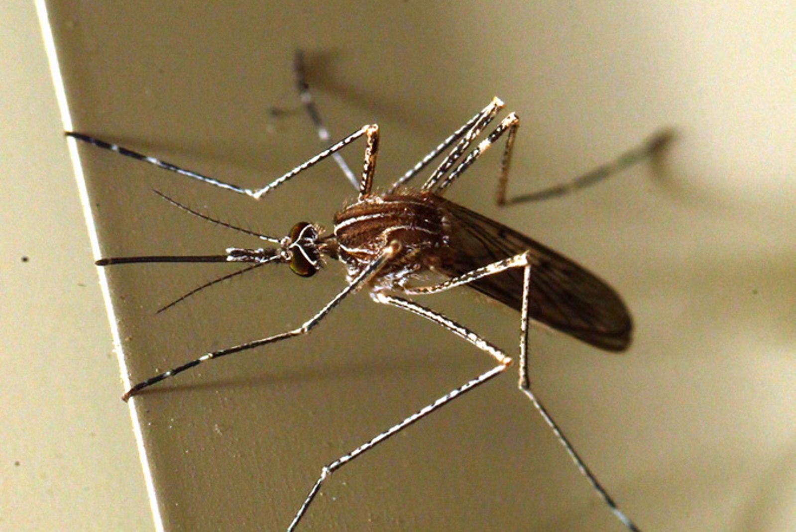 Κουνούπια: Πώς να προστατευτείτε από τη… μάστιγα του καλοκαιριού