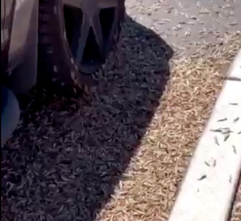 Επιδρομή από ακρίδες στο Λας Βέγκας! Βίντεο σοκ