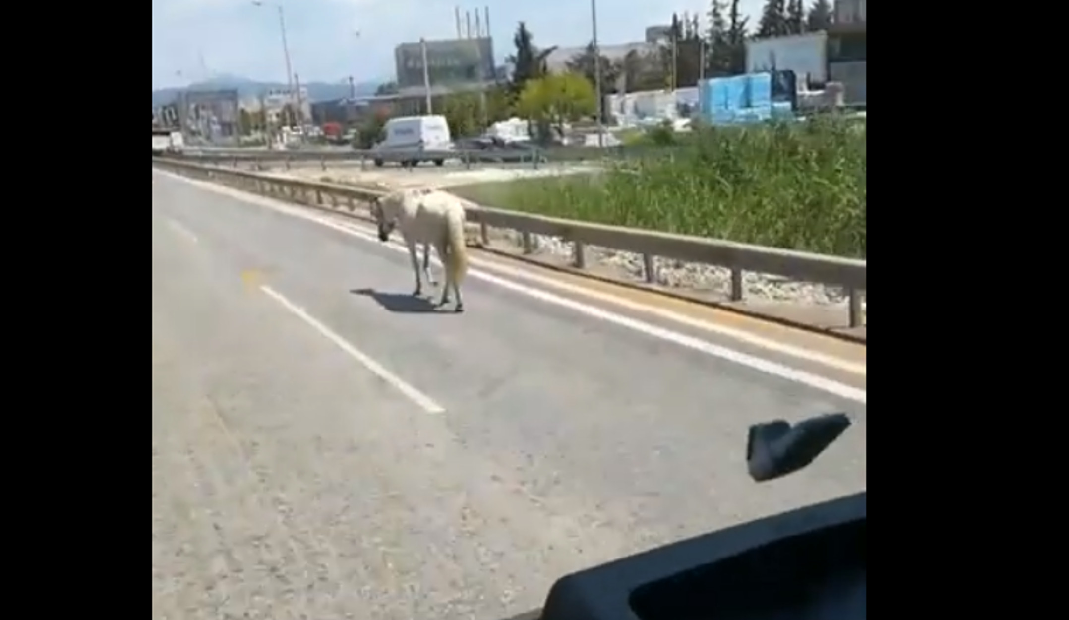 Θεσσαλονίκη: Συγκρούστηκε με Ι.Χ το άλογο που ήταν ελεύθερο στους δρόμους