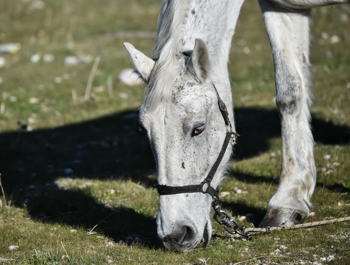 Θεσσαλονίκη: Άλογο… καλπάζει ελεύθερο στους δρόμους της πόλης