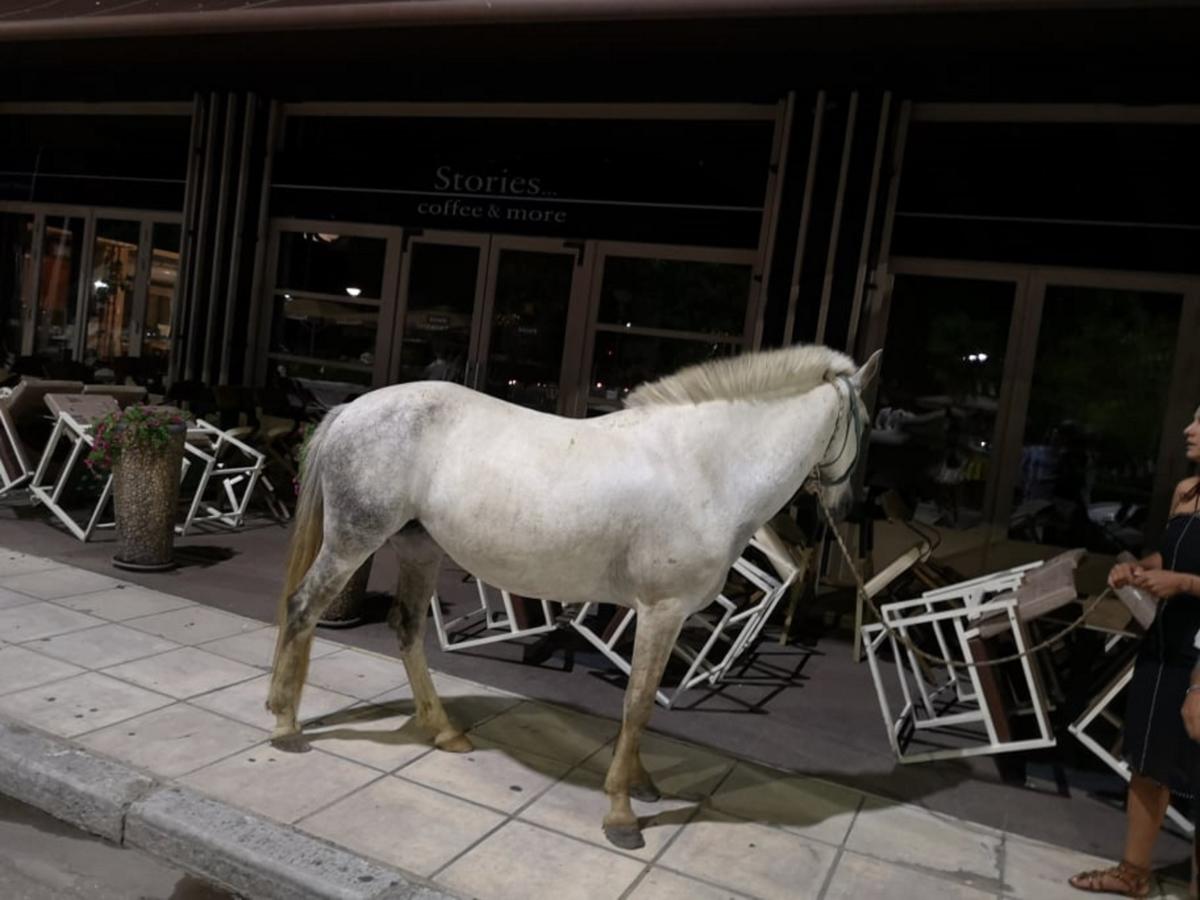 Αλεξανδρούπολη: Το πανέμοφο άσπρο άλογο που εμφανίστηκε ξαφνικά ολομόναχο στην παραλιακή [pics, video]