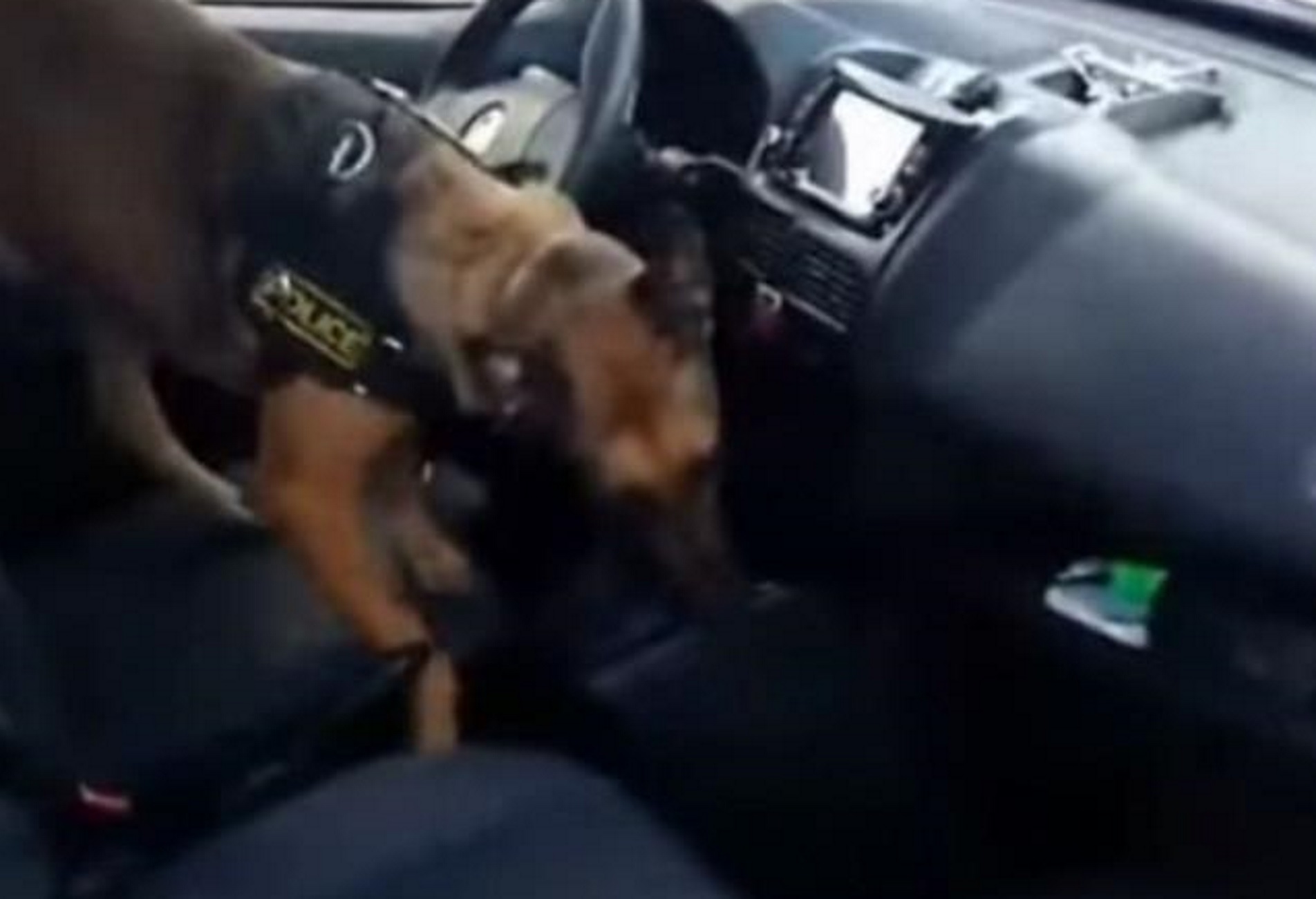 Κιλκίς: O αστυνομικός σκύλος τους ανάγκασε να λύσουν το κιβώτιο ταχυτήτων – Οι εικόνες στην κάμερα – video