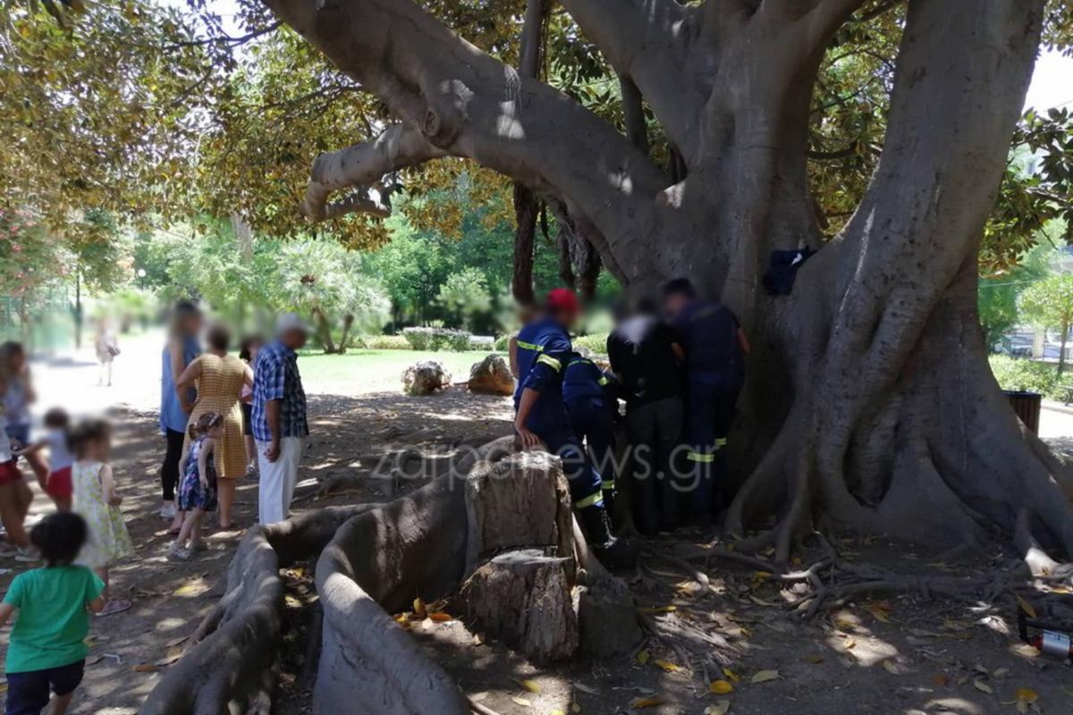 Χανιά: Παιδάκι παγιδεύτηκε σε δέντρο – Σφήνωσε το πόδι του! [pics]
