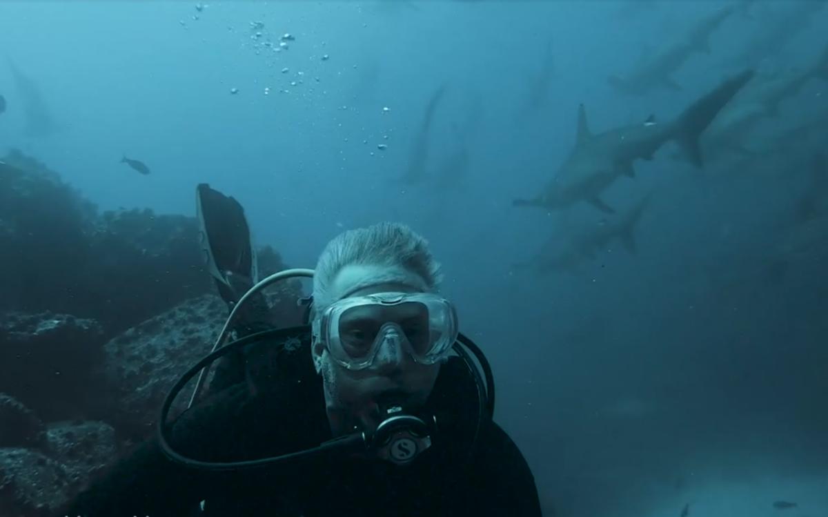Βίντεο που κόβει την ανάσα: Δύτης κολυμπά πλάι σε τεράστιο κοπάδι από ακίνητους καρχαρίες!