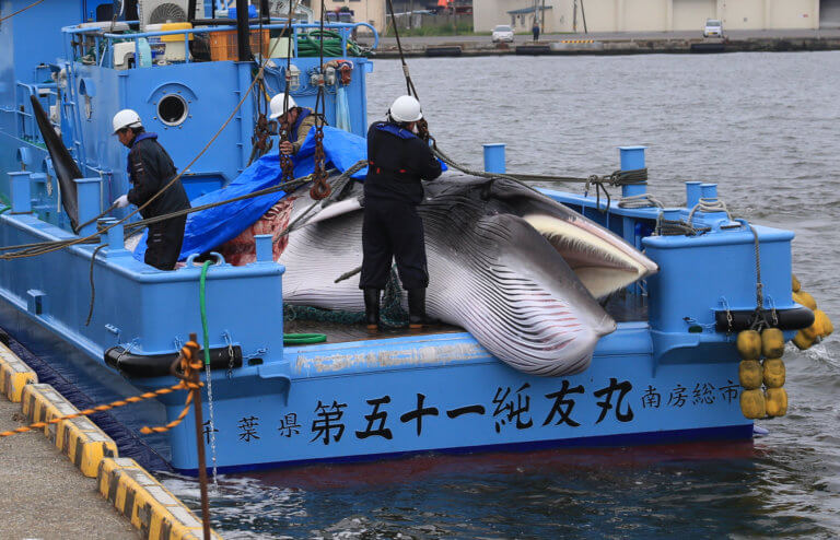 Ιαπωνία: Ξανά στο κυνήγι των φαλαινών, μετά από 30 χρόνια