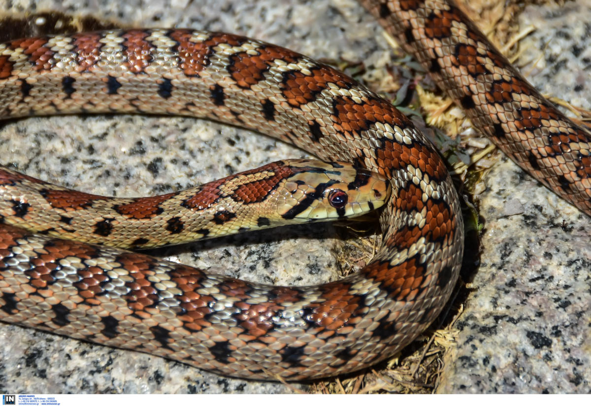 Βόλος: Αναστάτωση από φίδι δύο μέτρων – «Σκότωσε και είχε στο στόμα του ένα ποντίκι»