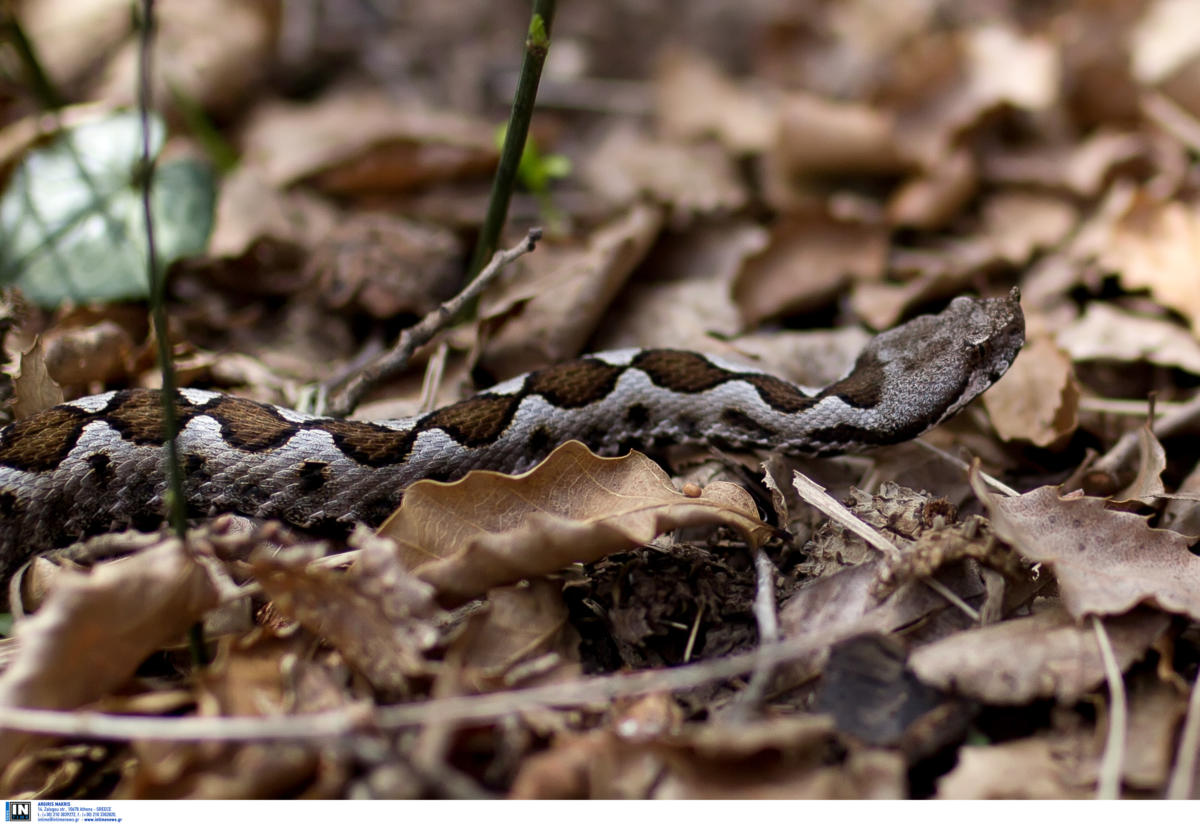 Βόλος: Το φίδι που αναστάτωσε μια ολόκληρη γειτονιά – Δενδρογαλιά τρύπωσε στην αυλή τους!