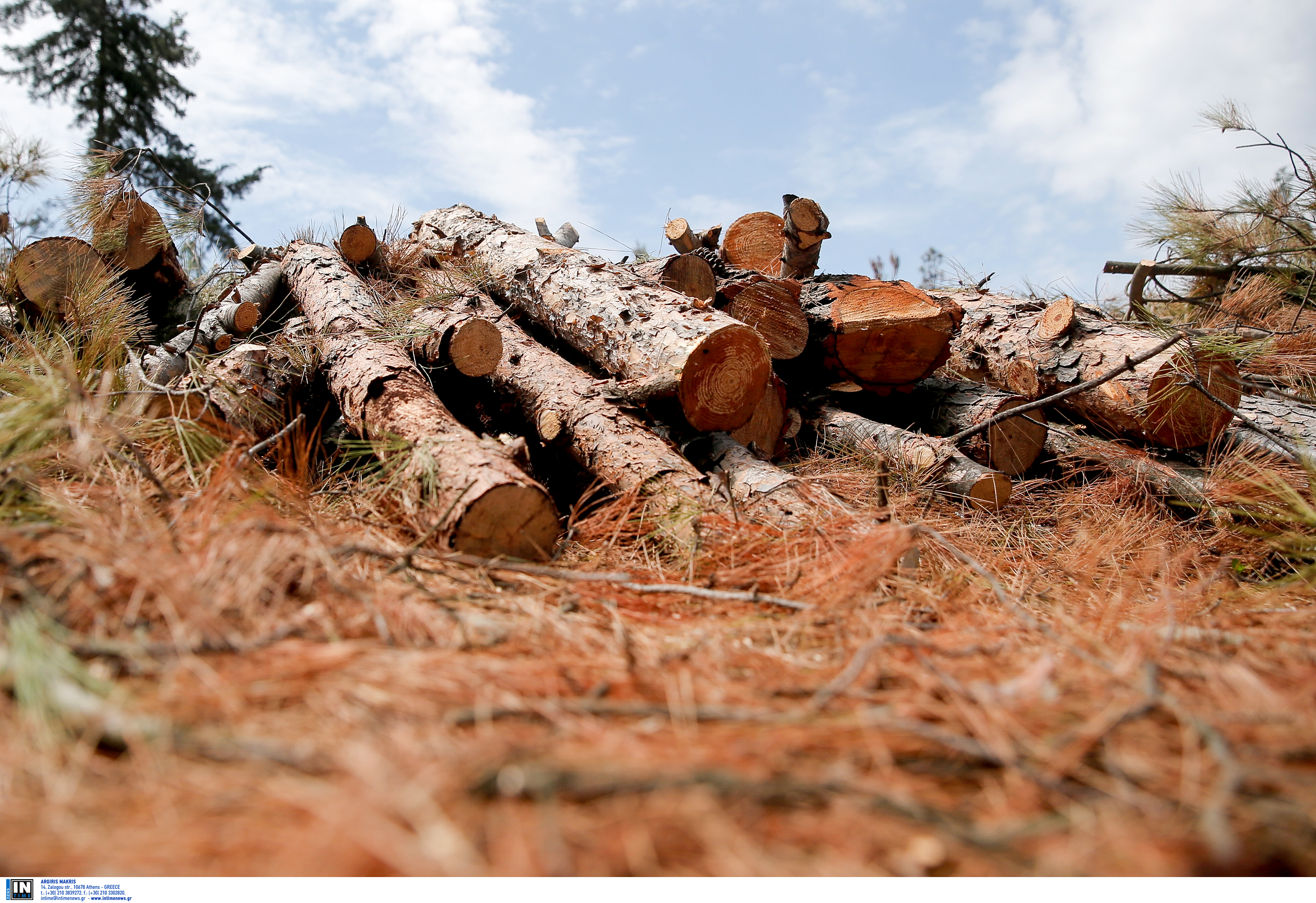 Θεσσαλονίκη: Κλέβουν τα ξύλα των υλοτόμων στο Σέιχ Σου – Η ποσότητα που έκανε φτερά το Σαββατοκύριακο!