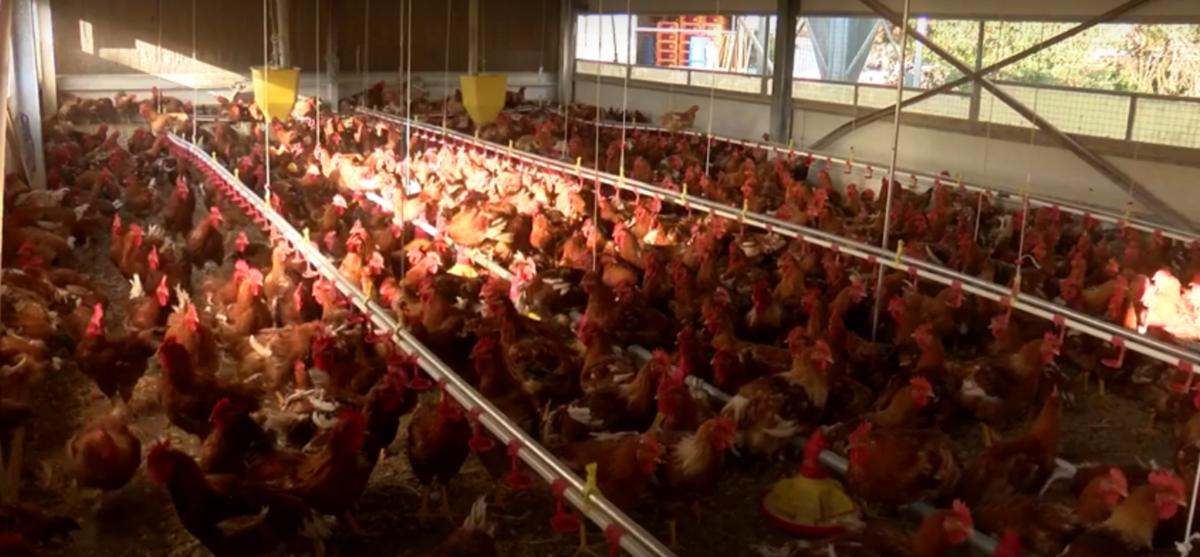 Βρετανία: Μποτιλιάρισμα σε αυτοκινητόδρομο από δεκάδες νεκρά κοτόπουλα!