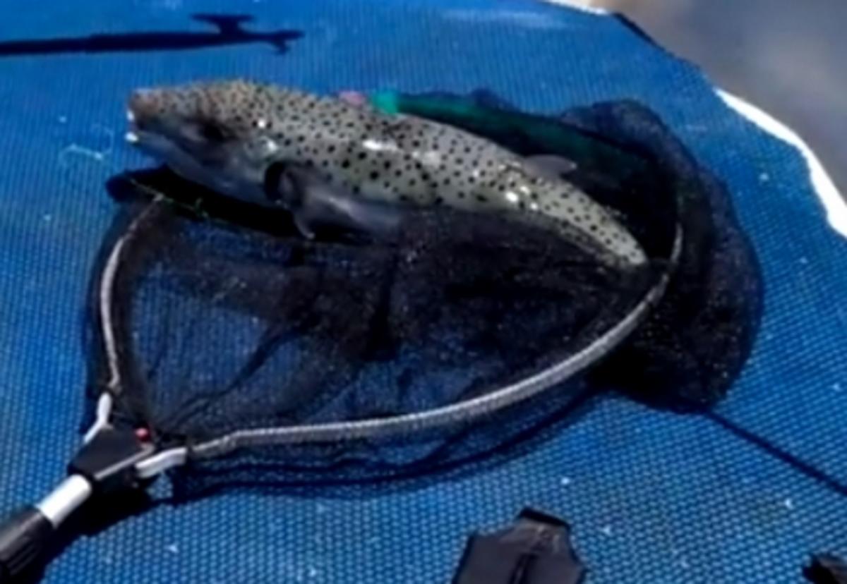 Ηράκλειο: Ο ψαράς είδε στα δίχτυα του αυτό που φοβόταν – Ο μεγάλος λαγοκέφαλος που έπιασε – video