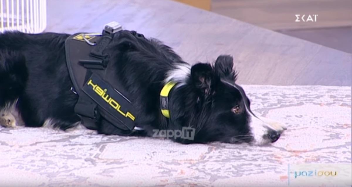 Το σκυλί που κέρδισε την καρδιά της Τατιάνας Στεφανίδου!