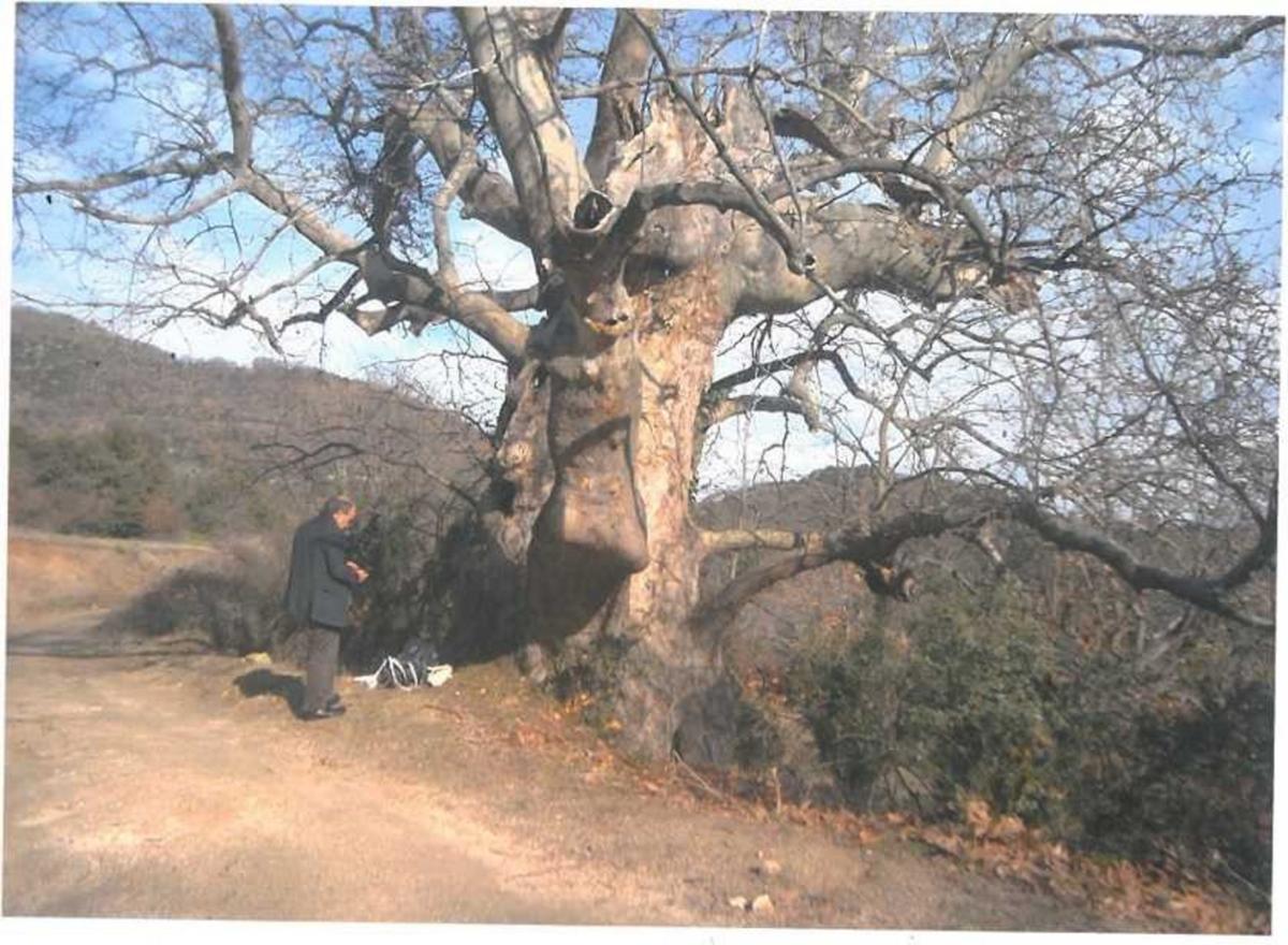 Λάρισα: Απίστευτο αλλά αυτός ο πλάτανος είναι ηλικίας 850 ετών – Τι έδειξαν οι επιστημονικές μετρήσεις [pics]