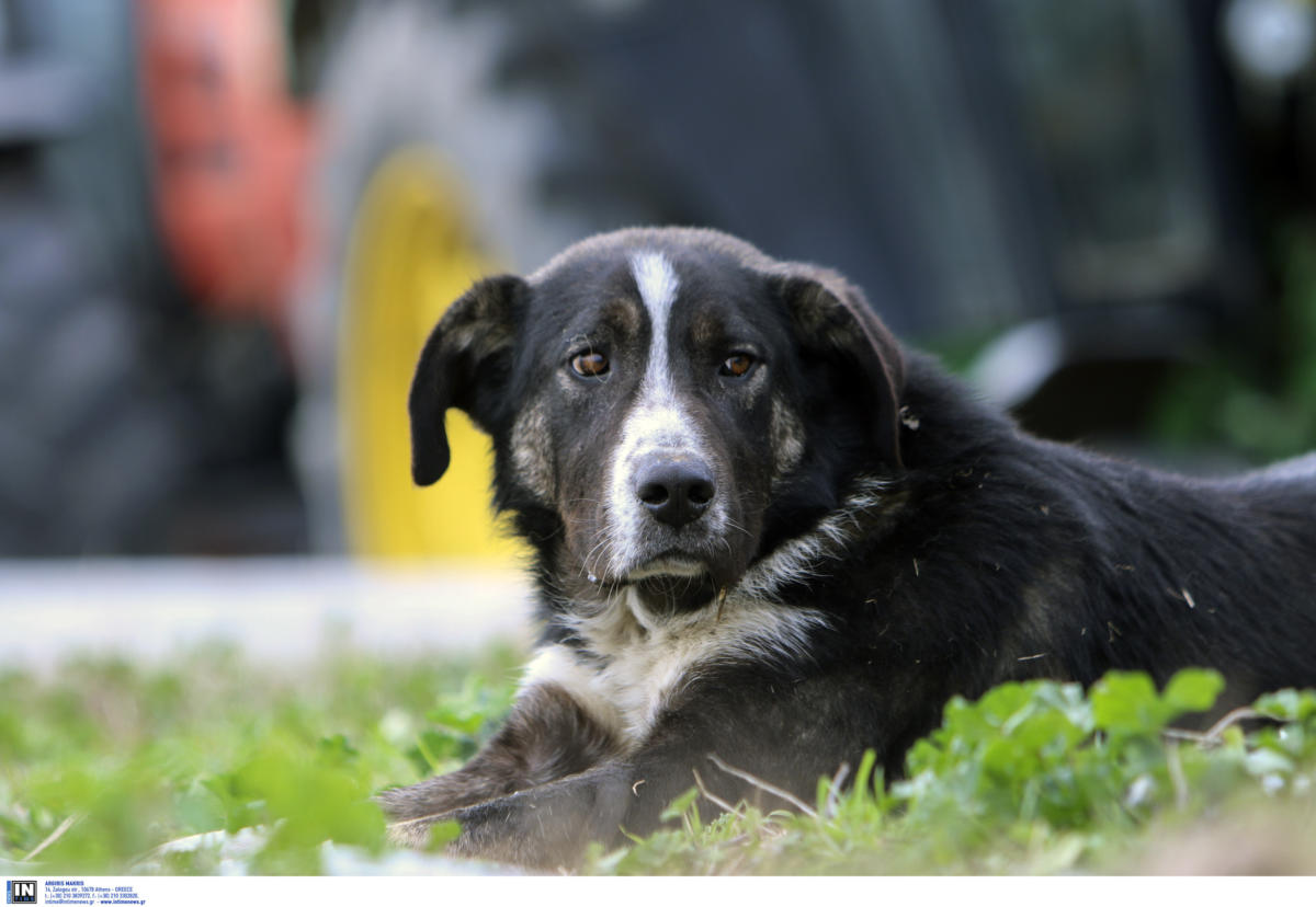 Πανεπιστήμιο Πατρών: Επίθεση αδέσποτου σκύλου σε φοιτήτρια – Με μηνύσεις απειλεί ο Πρύτανης