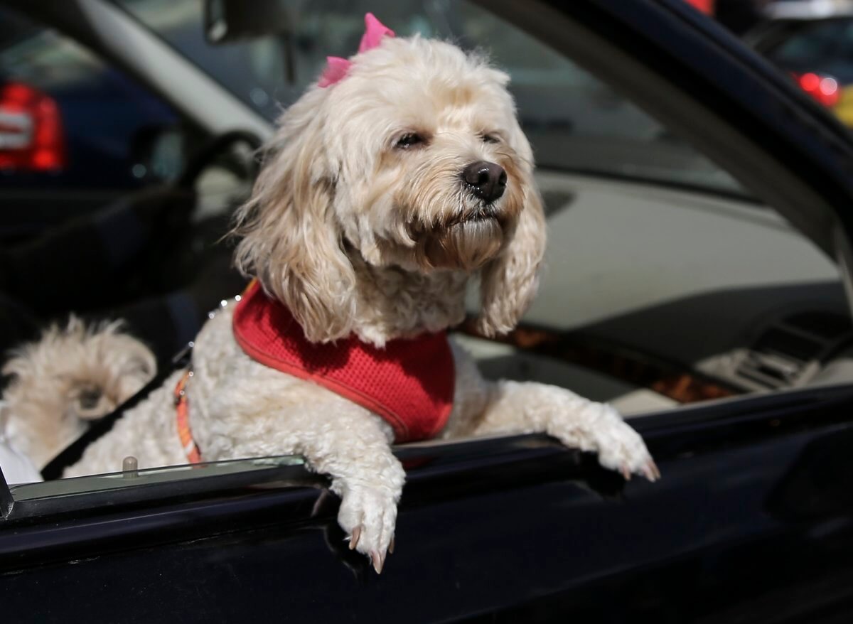 Βόλος: Μαρτυρικός θάνατος στη ζέστη για σκύλο – Τον κλείδωσαν μέσα σε αυτοκίνητο που χτυπούσε ο ήλιος!