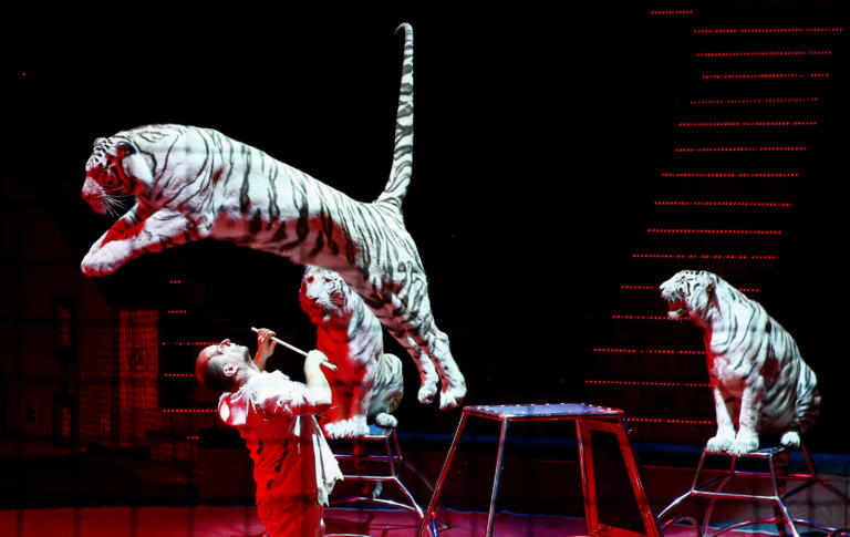 Σοκαριστικό περιστατικό στην Ιταλία - Τέσσερις τίγρεις κατασπάραξαν τον θηριοδαμαστή τους σε τσίρκο