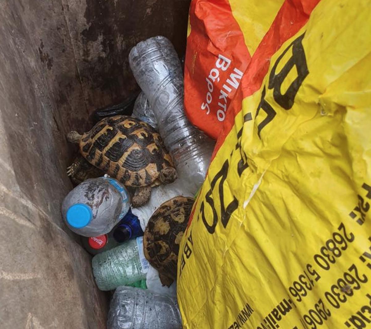 Θεσπρωτία: Κτήνη πέταξαν ζωντανές χελώνες σε κάδο σκουπιδιών