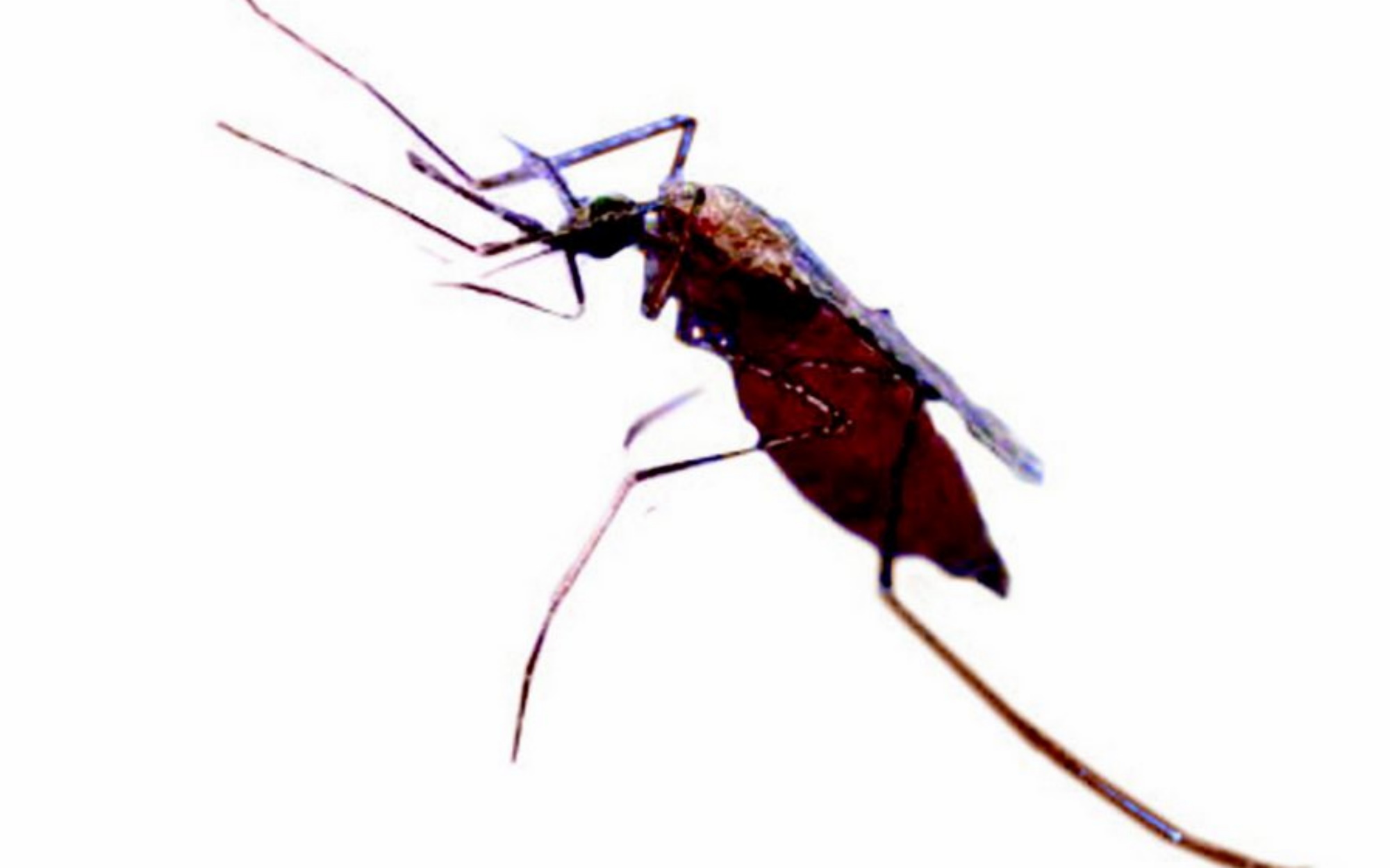 10 λόγοι που τα κουνούπια επιλέγουν εσένα αντί των άλλων!