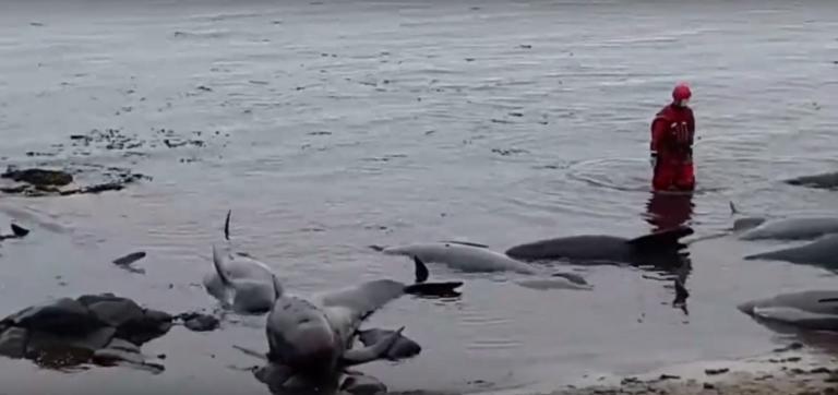 50 φάλαινες "πιλότοι" ξεβράστηκαν στις ακτές της Ισλανδίας - 20 θαλάσσια κήτη πέθαναν! [pics, video]