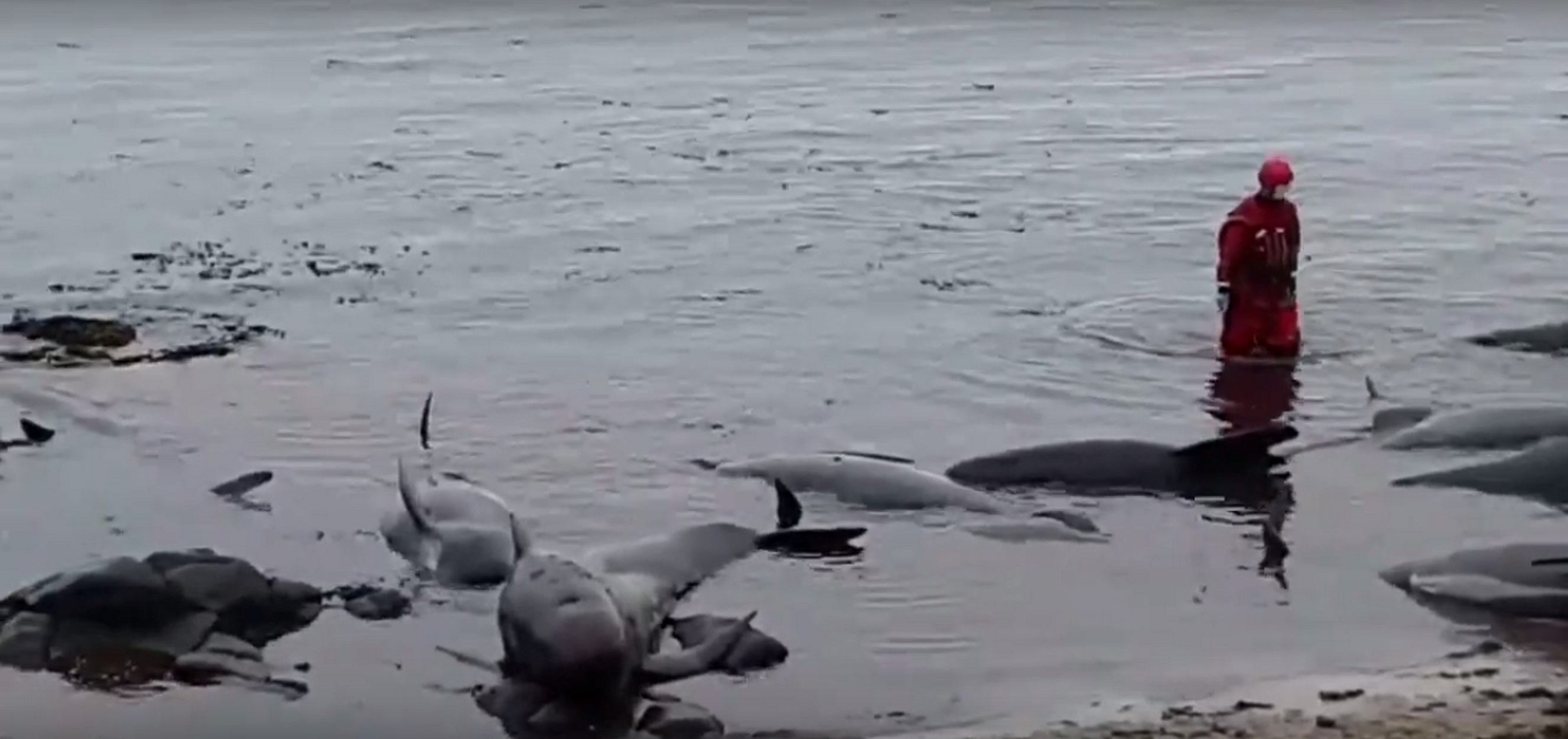 Ισλανδία: 50 φάλαινες “πιλότοι” ξεβράστηκαν στις ακτές – video
