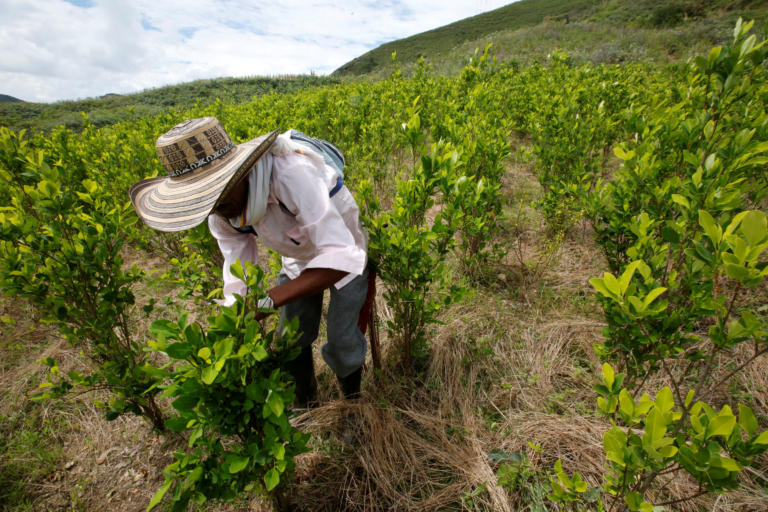 Θα… έκλαιγε ο Εσκομπάρ! Μειώθηκε η έκταση των καλλιεργειών κόκας στην Κολομβία