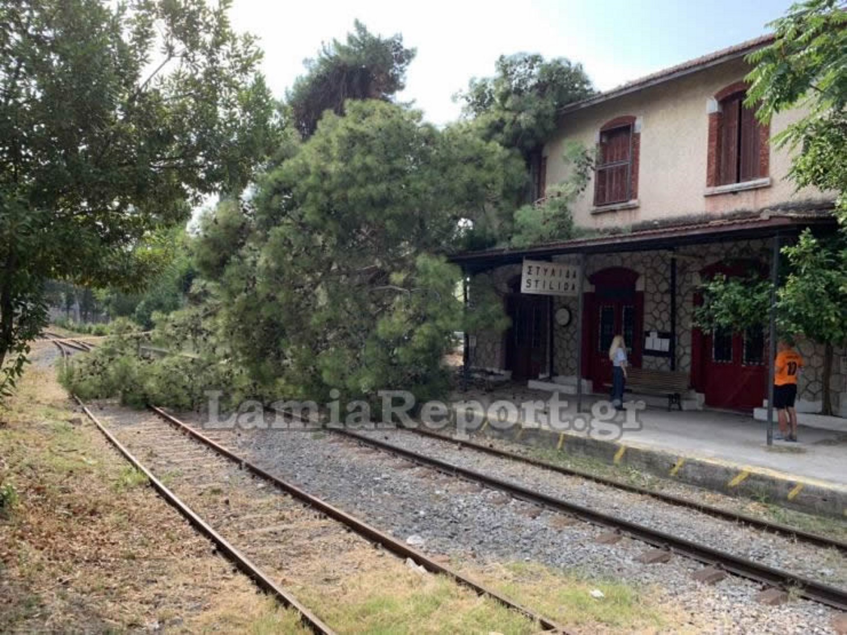 Φθιώτιδα: Τεράστιο δέντρο στις ράγες του σιδηροδρομικού σταθμού – Πάγωσαν οι αυτόπτες μάρτυρες [pics]