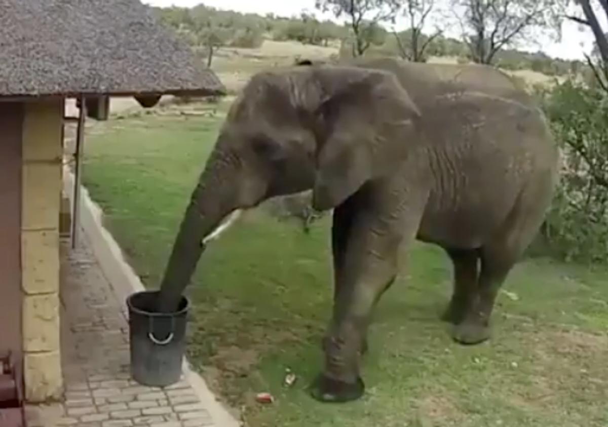 Ο νοικοκύρης ελέφαντας! video