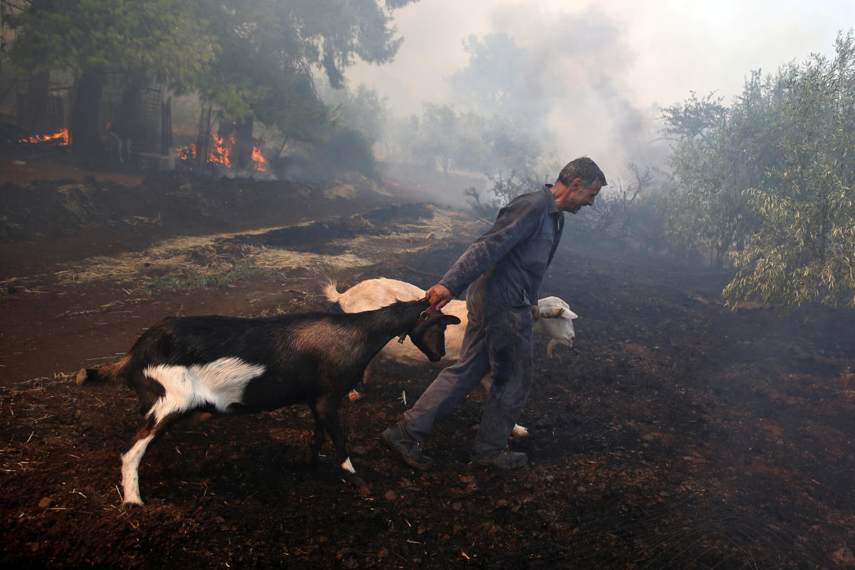 Εύβοια φωτιά: Η μάχη των κατοίκων να σώσουν τα ζώα τους [pics]