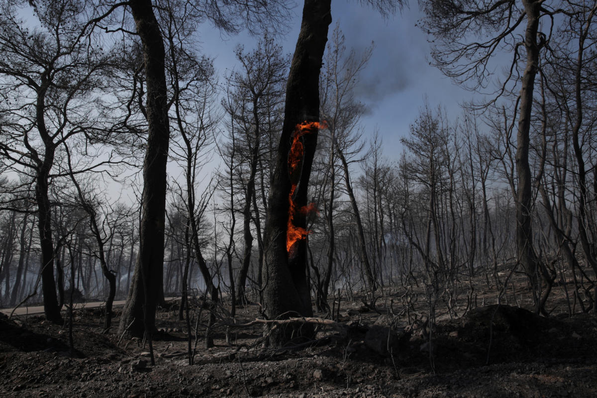 Εύβοια: Οι πρώτες εικόνες της καταστροφής μετά τη μεγάλη φωτιά