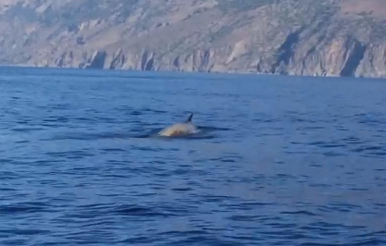 Χανιά: Οι φάλαινες πλησίασαν το σκάφος τους – Άνοιξαν την κάμερα και κατέγραψαν αυτές τις εικόνες – video