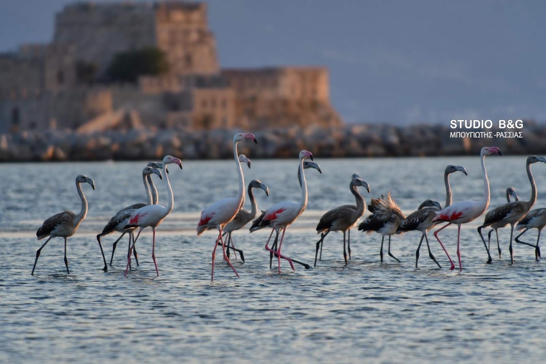 Γέμισε φλαμίνγκο το Ναύπλιο – Πανέμορφες εικόνες!